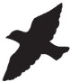 Стая Стая