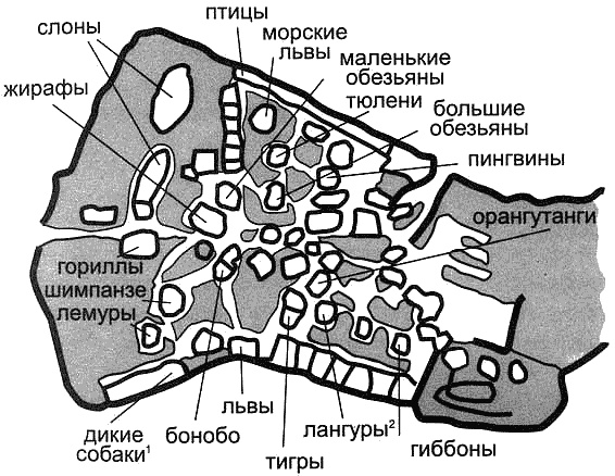 Загадочное ночное убийство собаки