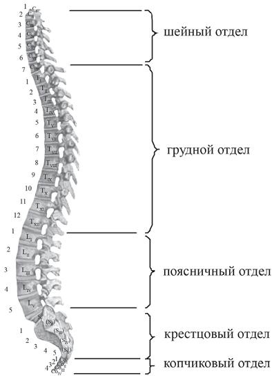 Остеохондроз для профессионального пациента Остеохондроз для профессионального пациента