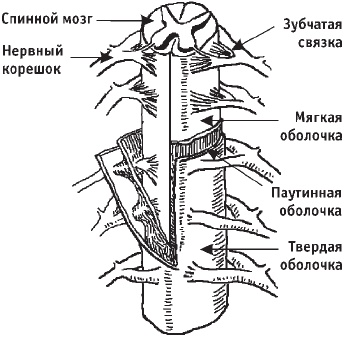 Первая скрипка позвоночника. Революционная методика лечения остеохондроза Первая скрипка позвоночника. Революционная методика лечения остеохондроза