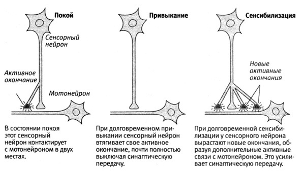 В поисках памяти В поисках памяти