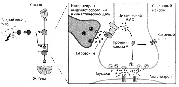 В поисках памяти В поисках памяти