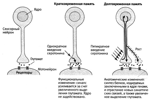 В поисках памяти В поисках памяти