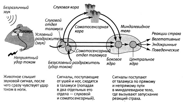 В поисках памяти В поисках памяти