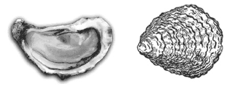Дары моря, исцеляющие организм Дары моря, исцеляющие организм