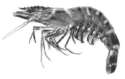 Дары моря, исцеляющие организм Дары моря, исцеляющие организм
