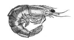 Дары моря, исцеляющие организм Дары моря, исцеляющие организм