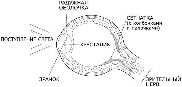 Как видеть и читать ауру Как видеть и читать ауру