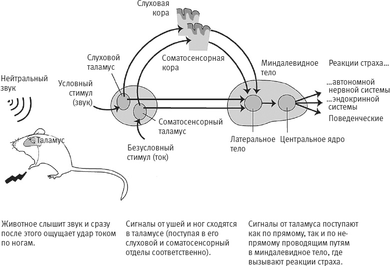 Век самопознания. Поиски бессознательного в искусстве и науке с начала XX века до наших дней Век самопознания. Поиски бессознательного в искусстве и науке с начала XX века до наших дней