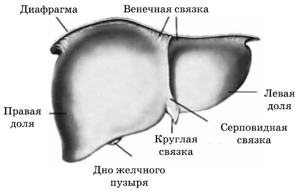 Очищение печени и почек Очищение печени и почек