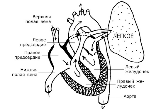 Проблемы сердца и органов кровообращения. Как справиться с сердечными недугами Проблемы сердца и органов кровообращения. Как справиться с сердечными недугами