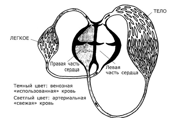 Проблемы сердца и органов кровообращения. Как справиться с сердечными недугами Проблемы сердца и органов кровообращения. Как справиться с сердечными недугами