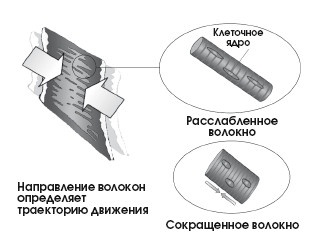 Диагностика и лечение позвоночника. Уникальная система доктора А. М. Уриа Диагностика и лечение позвоночника. Уникальная система доктора А. М. Уриа