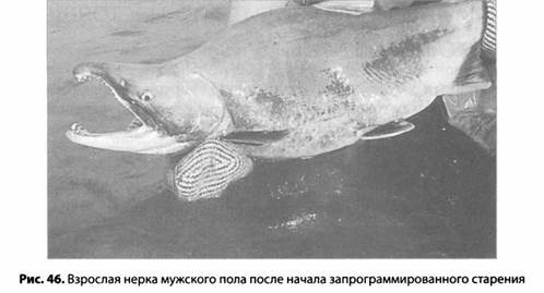 Психология стресса Психология стресса