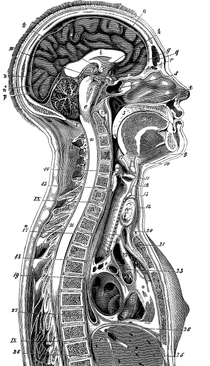 Модицина. Encyclopedia Pathologica Модицина. Encyclopedia Pathologica