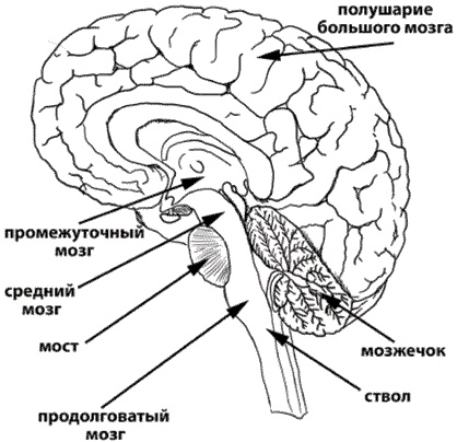 Инсульт. Жизнь до и после Инсульт. Жизнь до и после