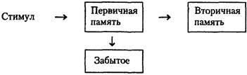 Когнитивная психология Когнитивная психология