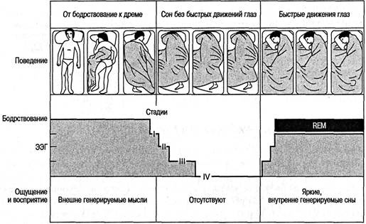 Когнитивная психология Когнитивная психология