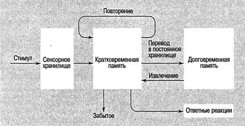 Когнитивная психология Когнитивная психология