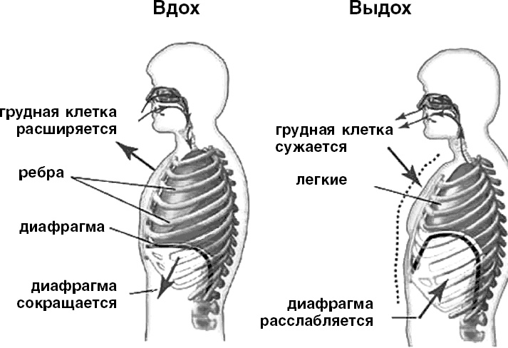 Система Осьмионика. Самомоделирование осанки. Коррекция верхней половины тела Система Осьмионика. Самомоделирование осанки. Коррекция верхней половины тела