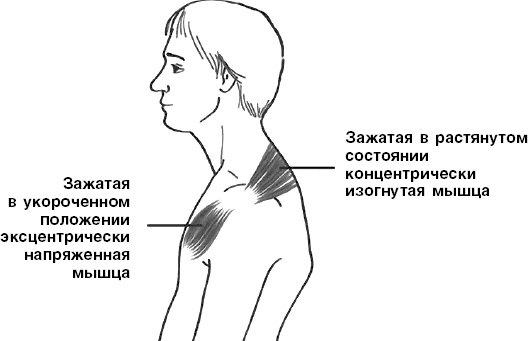 Система Осьмионика. Самомоделирование осанки. Коррекция верхней половины тела Система Осьмионика. Самомоделирование осанки. Коррекция верхней половины тела