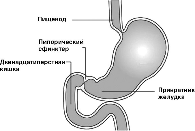 Система Осьмионика. Самомоделирование осанки. Коррекция верхней половины тела Система Осьмионика. Самомоделирование осанки. Коррекция верхней половины тела