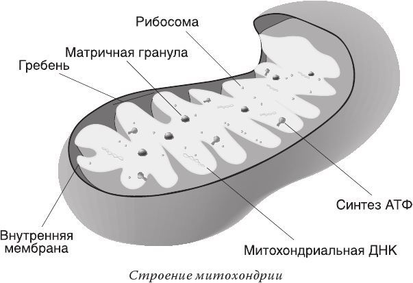 Кожа: мифы и правда о самом большом органе Кожа: мифы и правда о самом большом органе